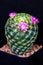 The image of thecloseup  pink flower mammillaria schiedeana