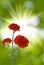 Image of three carnations flowers