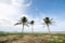 An image of three nice palm trees in the blue sky with some clouds