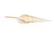 Image of Tibia Fusus sea shells Spindle tibia or Shinbone tibia gastropod on a white background. Sea shells. Undersea Animals