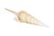 Image of Tibia Fusus sea shells Spindle tibia or Shinbone tibia gastropod on a white background. Sea shells. Undersea Animals