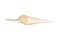 Image of Tibia Fusus sea shells Spindle tibia or Shinbone tibia gastropod on a white background. Sea shells. Undersea Animals