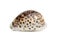 Image of tiger cowrie Cypraea tigris on a white background. Undersea Animals. Sea shells