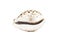 Image of tiger cowrie Cypraea tigris on a white background. Undersea Animals. Sea shells