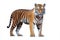 Image of tiger standing on white background. Wildlife Animals