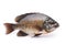 image of tilapia fish on white background. Underwater Animals. Foods. illustration, generative AI