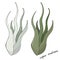 Image of Tillandsia Air Plant, hand drawn. Floristic vector illustration isolated on white background.
