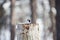 Image of tiny bird Marsh Tit or Poecile palustris sitting on the stump and pecking seeds in the winter forest