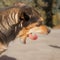 Image of the tongue dog face.Curled up tongue during yawning