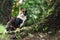 Image of a tortoiseshell cat sitting near a tree Gazing into the camera