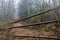 Image of a trail obstructed by fallen tree trunks in the forest