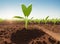 Image of a tree growing into a green sapling in the middle of natur