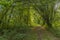 Image of trees in the forest with a footpath