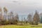 Image of trees without leaves on a meadow with green grass with a little mist