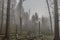 Image of trees without leaves, trunks and branches fallen after a big storm