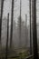 Image of trees without leaves, trunks and branches fallen after a storm in the forest