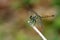 Image of trithemis aurora dragonflyfemale on nature background