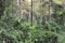 An Image of a Tropical Evergreen forest