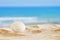 Image of tropical sandy beach and seashell