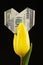 Image of tulip flower money dark background