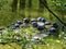 Image of turtles on a wooden board floating on a pond surrounded by trees