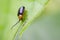 Image of Twin-spotted Beetle Oides andreweisi