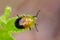 Image of Twin-spotted Beetle Oides andreweisi on green leaves.