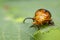 Image of Twin-spotted Beetle Oides andreweisi on green leaves.