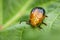 Image of Twin-spotted Beetle Oides andreweisi on green leaves.