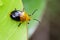 Image of Twin-spotted Beetle Oides andreweisi on green leaves.