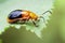 Image of Twin-spotted Beetle Oides andreweisi on green leaves.