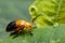 Image of Twin-spotted Beetle Oides andreweisi on green leaves.