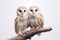 Image of two barn owl on a branch on a white background. Birds. Animals. Illustration, Generative AI