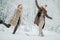 Image of two blondes throwing snow on walk in winter forest