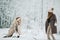 Image of two blondes throwing snow on walk in winter forest