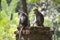 An image of Two Bonnet Macaque Monkeys.