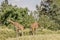 Image of two giraffes eating grass