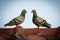 Image of two pigeons on the roof. Bird, Animal