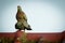 Image of two pigeons on the roof. Bird, Animal