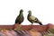 Image of two pigeons on the roof. Bird, Animal