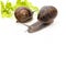 Image of two snails isolated on white background with a branch of parsley (Helix eSpersea padres)