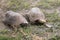 Image of a two turtle on the ground. Geochelone sulcata