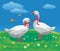 Image of two white geese in a meadow