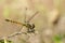 Image of Urothemis Signata dragonfliesfemale.