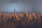 image of the a vast crowd of hands, illuminated by a dreamy and foggy light towards the front auditorium.