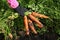 Image of vegetables in the backyard illuminated by the sun.