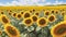 An Image Of A Vividly Expressive And Enchanting Sunflower Field AI Generative