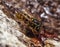 Image of a wasp insect in a natural environment. Mega macro shot. Extreme close-up.