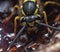 Image of a wasp insect in a natural environment. Mega macro shot. Extreme close-up.