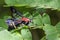 Image of Wasp moth on green leaves. Insect.